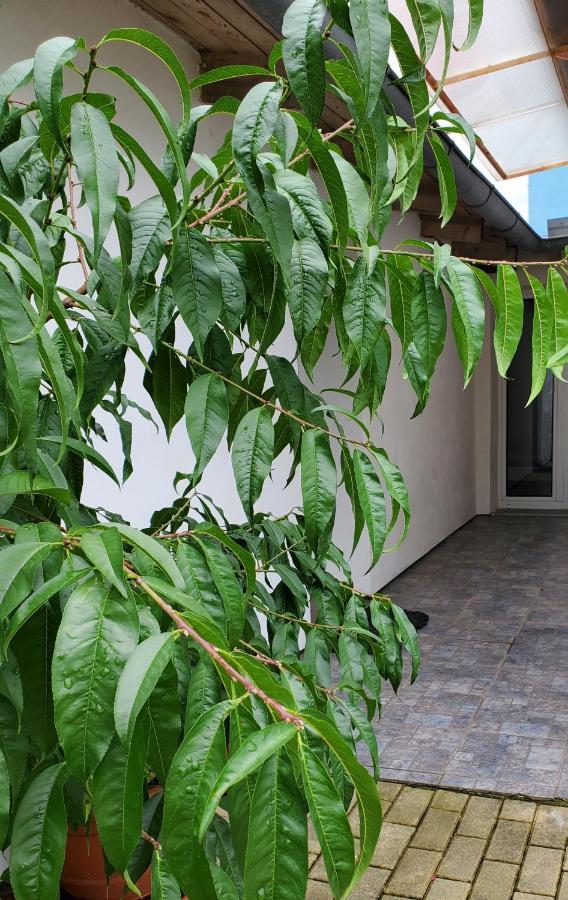 Apartman Stary Liskovec Brno Dış mekan fotoğraf